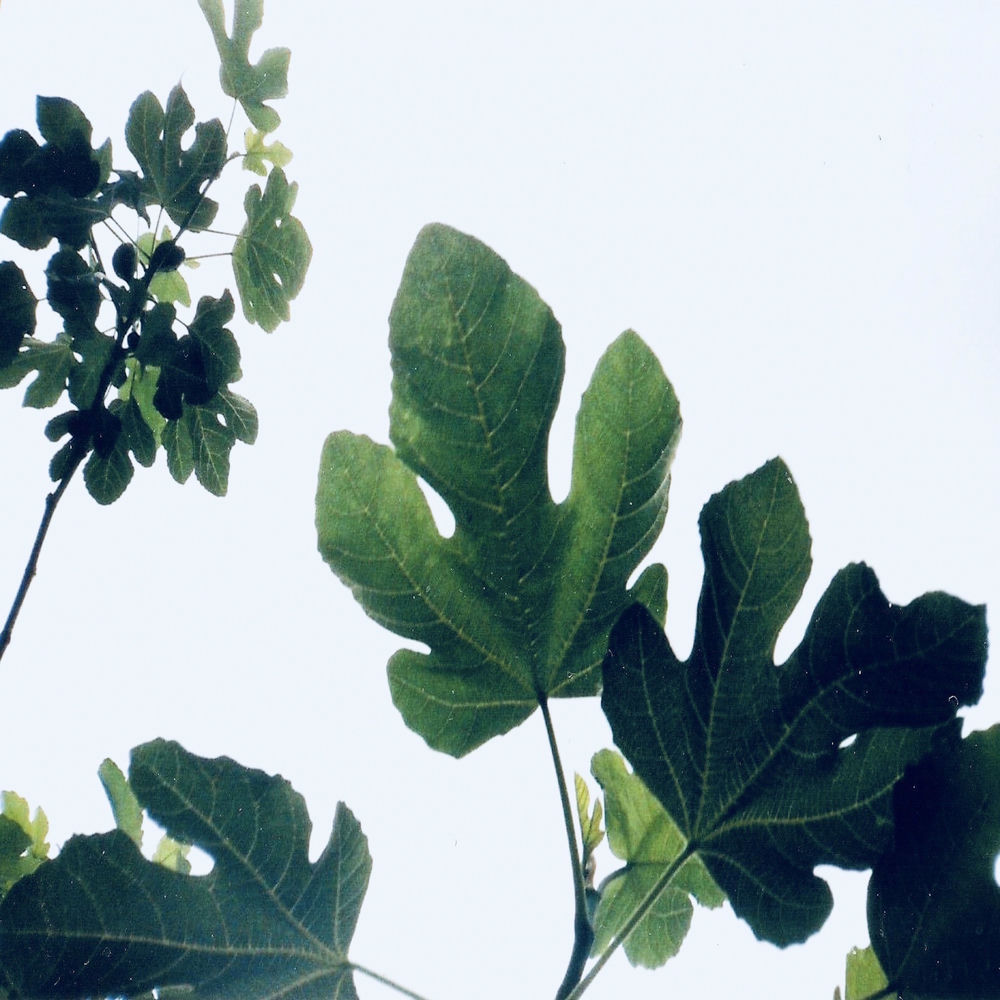 Banner Kép