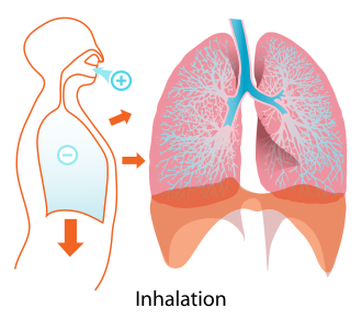 Inhale profilképe